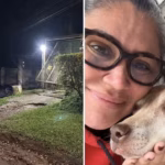 Investigação revela suspeita de eutanásias irregulares de cães e gatos no RS
