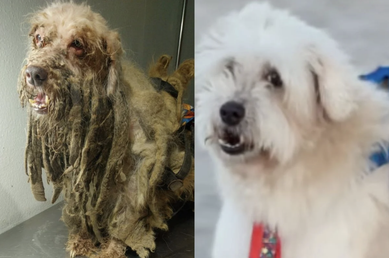 Decisão inédita: cão resgatado com 3 kg de sujeira no pelo ganha indenização na Justiça