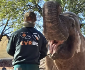 Elefante