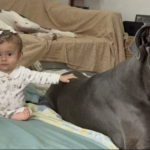 Cão gigante faz sucesso nas redes como babá de bebê
