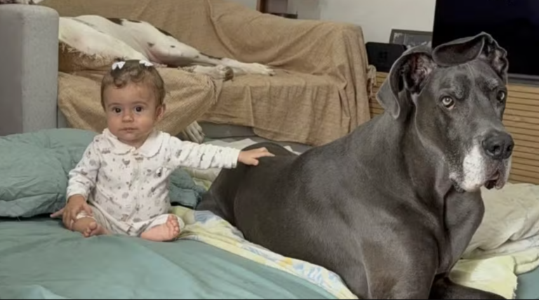 Cão gigante faz sucesso nas redes como babá de bebê