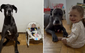 cão baba