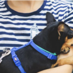 Iata publica novas regras para o transporte de animais na cabine de aviões