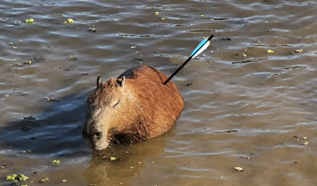 Capivara atingida por flecha morre após ser resgatada em SP
