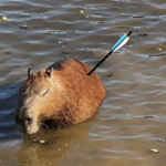 Capivara atingida por flecha morre após ser resgatada em SP