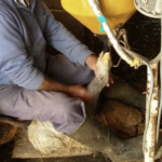 Brasil proíbe produção e venda de foie gras após classificar técnica gavage como maus-tratos