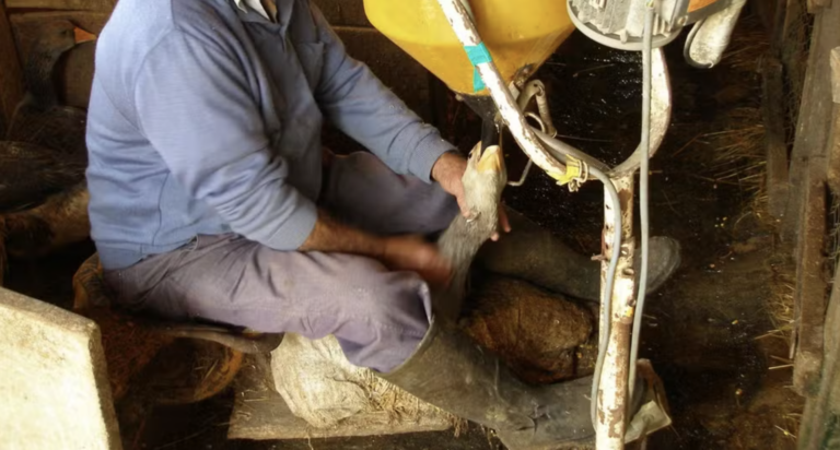 Brasil proíbe produção e venda de foie gras após classificar técnica gavage como maus-tratos