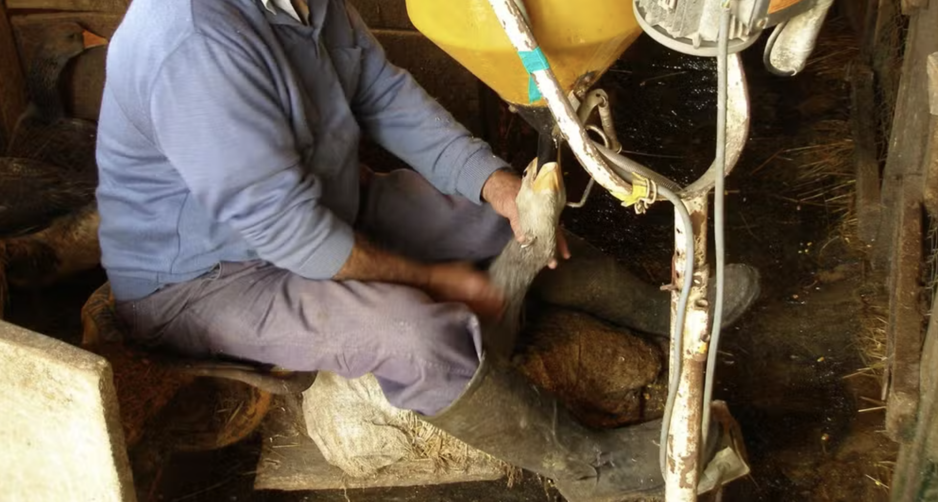 Brasil proíbe produção e venda de foie gras após classificar técnica gavage como maus-tratos