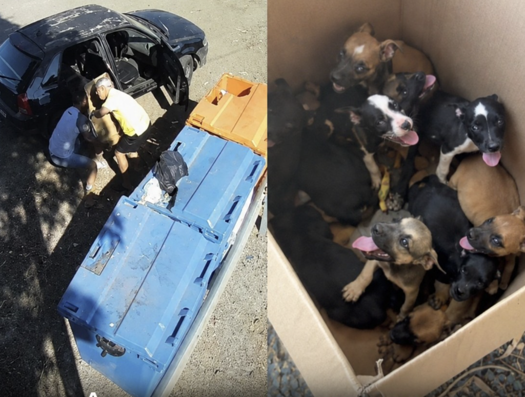 Câmeras flagram abandono de mais de 10 filhotes em estrada de MT e suspeito é preso
