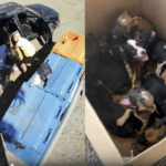 Câmeras flagram abandono de mais de 10 filhotes em estrada de MT e suspeito é preso