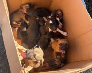 animais encontrados