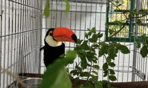 tucano Quindim 
