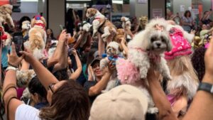 raça shih tzu