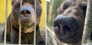Urso Charles