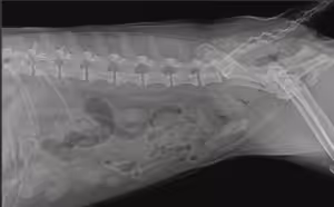 Técnicas minimamente invasivas para remoção de urólitos avançam na prática clínica veterinária na VMX 2026
