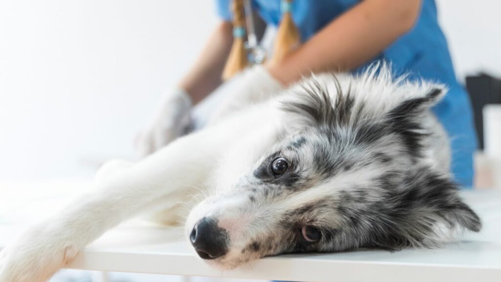 Castração e diagnóstico precoce_ as ferramentas mais eficazes contra o câncer de mama em pets