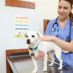 Cerca de 95% dos veterinários relatam aumento de problemas digestivos persistentes em cães e gatos