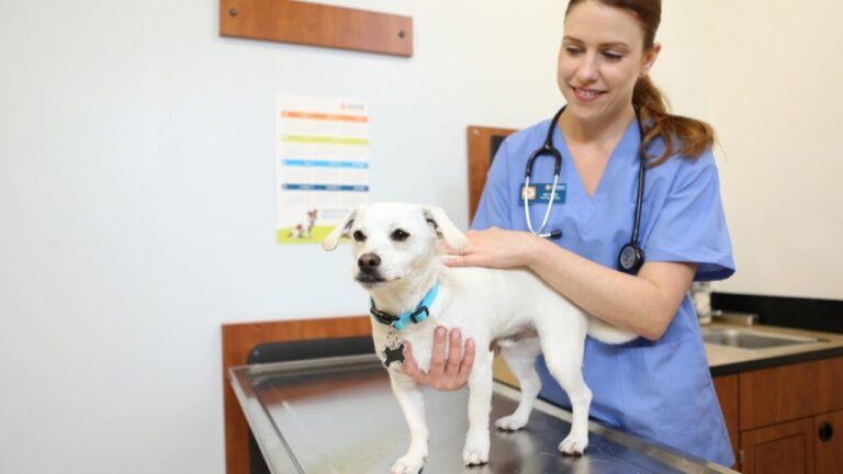 Cerca de 95% dos veterinários relatam aumento de problemas digestivos persistentes em cães e gatos
