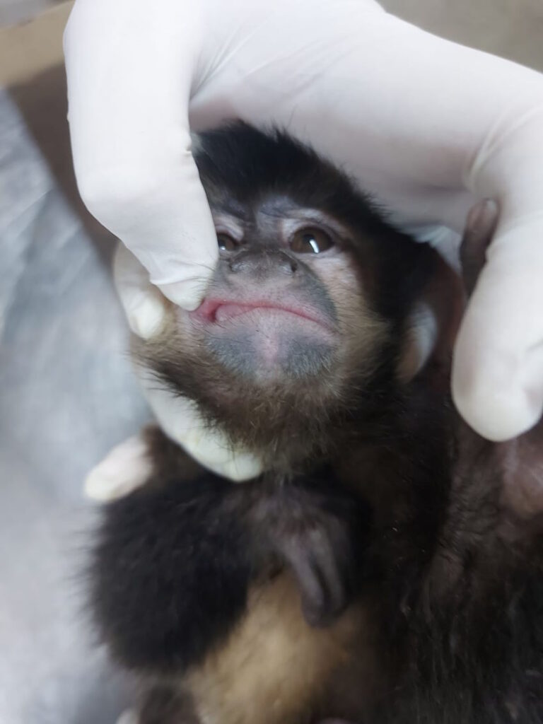 Tuberculose causa mortes de primatas no Cetas-RJ e acende alerta sanitário