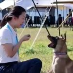 China sedia primeira edição da Copa do Mundo de Cães de Busca e Resgate