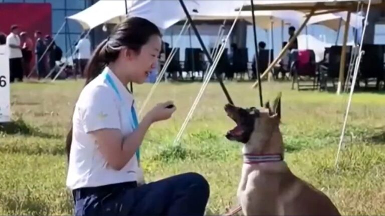 China sedia primeira edição da Copa do Mundo de Cães de Busca e Resgate