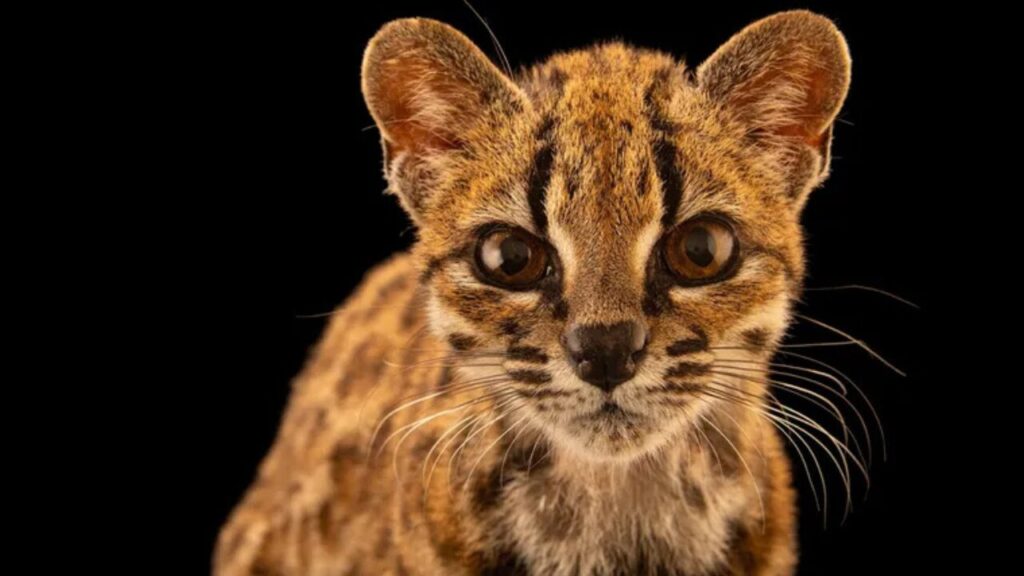 Cientistas descobrem primeira nova espécie de felino em mais de 100 anos
