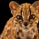 Cientistas descobrem primeira nova espécie de felino em mais de 100 anos