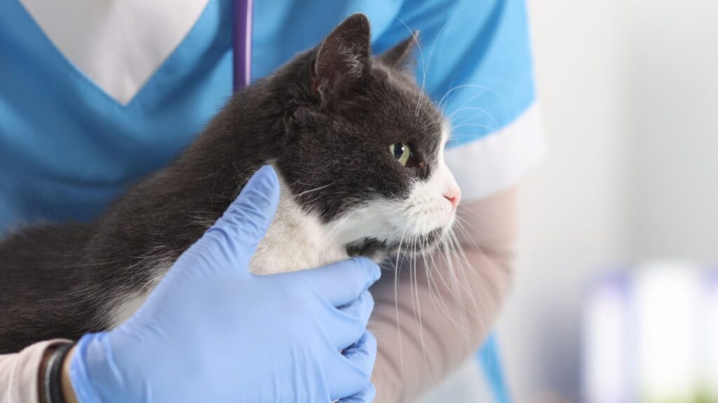 Cistite Idiopática Felina diagnóstico e manejo exigem olhar além do trato urinário