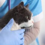 Cistite Idiopática Felina diagnóstico e manejo exigem olhar além do trato urinário