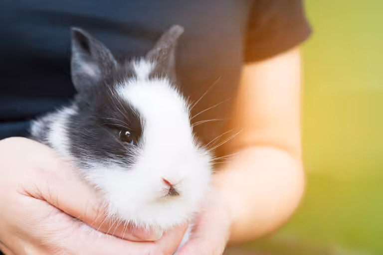 Veterinário alerta sobre cuidados essenciais para manter coelhos saudáveis