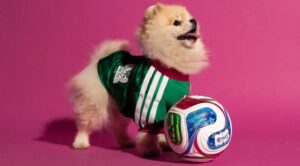 Colecao-pets-adidas