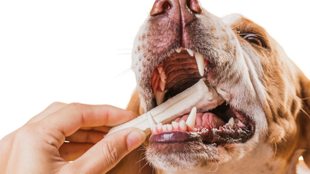 Como a biologia do paladar pet está redefinindo as rações do futuro
