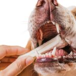 Como a biologia do paladar pet está redefinindo as rações do futuro