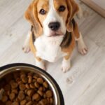 Como a nutrição pode ajudar cães a envelhecer com saúde Entenda