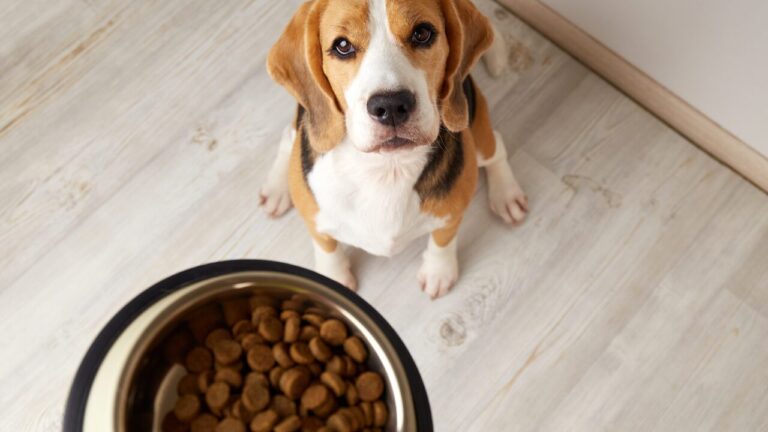 Como a nutrição pode ajudar cães a envelhecer com saúde Entenda