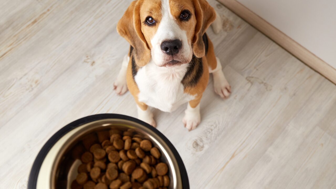 Como a nutrição pode ajudar cães a envelhecer com saúde? Entenda