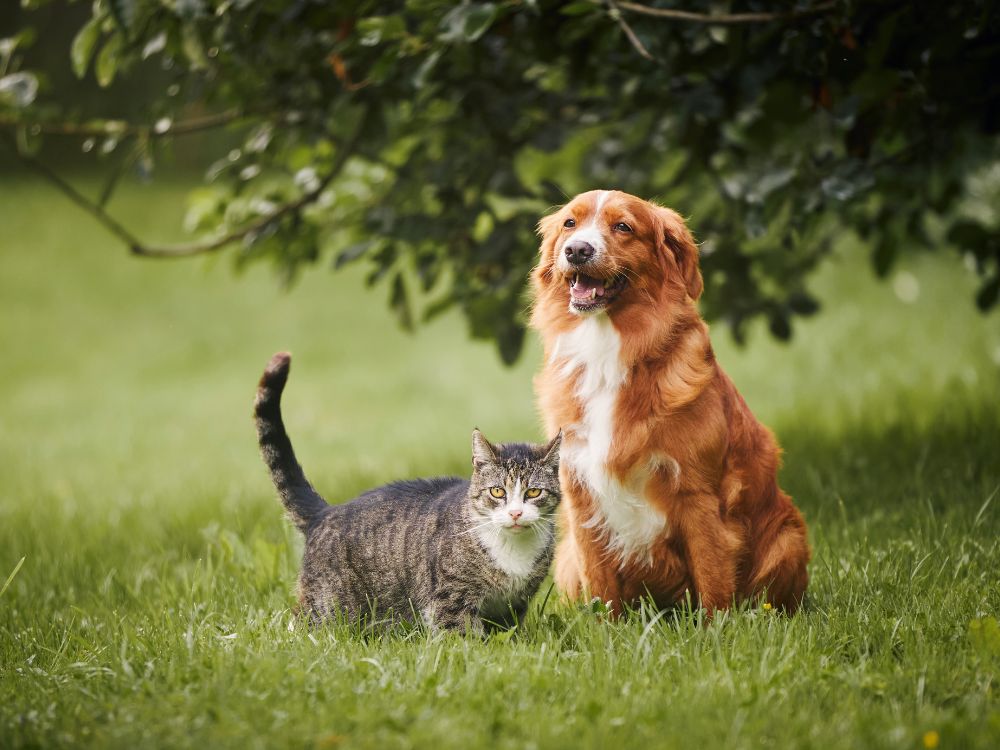 cachorro e gato