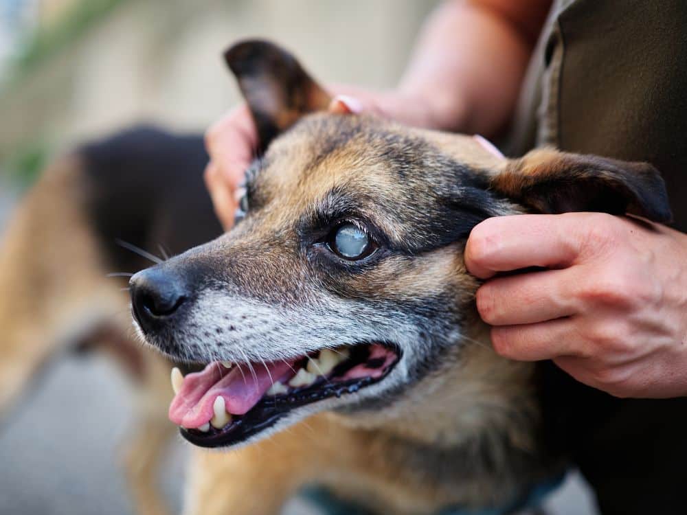 Entenda como identificar se seu cão pode estar ficando cego