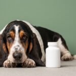 Compra frequente e decisão individual redesenham a jornada do medicamento pet