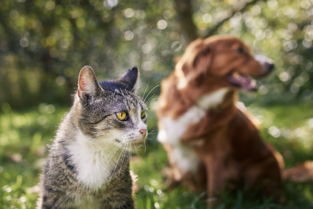 Conexão entre espécies: como a proximidade com os animais impacta a transmissão de zoonoses
