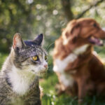 Conexão entre espécies: como a proximidade com os animais impacta a transmissão de zoonoses
