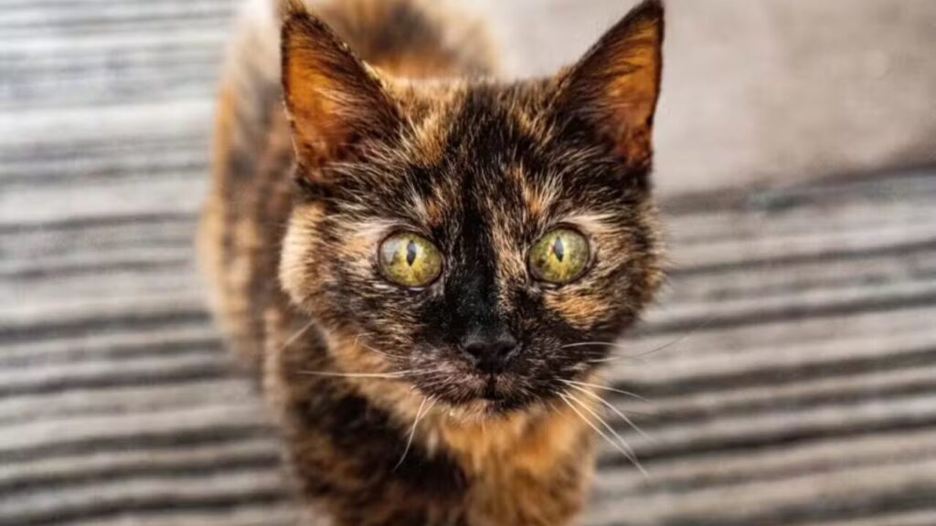Conheça Millie, a gata com idade equivalente a 146 anos humano