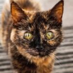 Conheça Millie, a gata com idade equivalente a 146 anos humano
