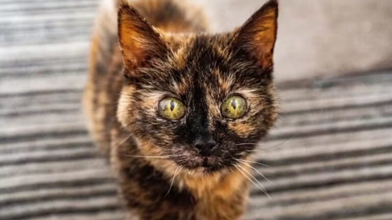Conheça Millie, a gata com idade equivalente a 146 anos humano