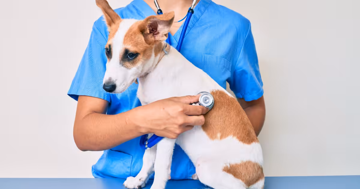 LeVet Hospital Veterinário oferece nova alternativa no tratamento oncológico de pets com eletroquimioterapia