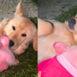 Convivência inusitada: porquinha resgatada 'adota' cadela Golden Retriever em SC