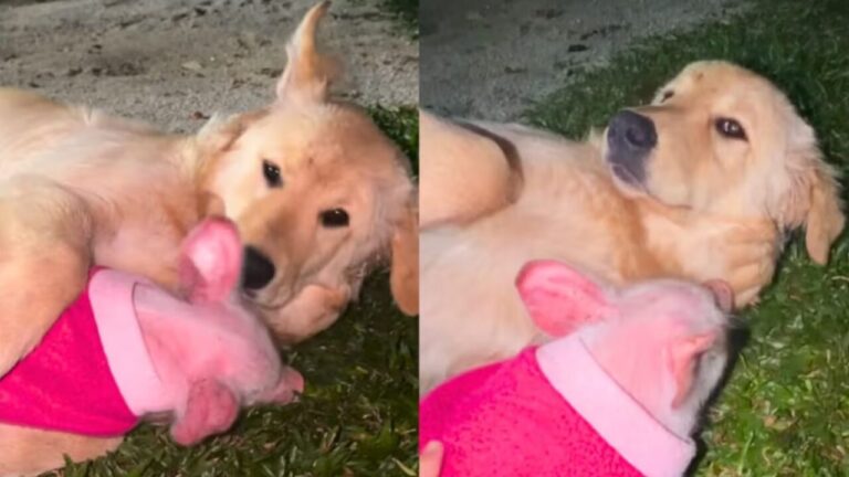 Convivência inusitada: porquinha resgatada 'adota' cadela Golden Retriever em SC