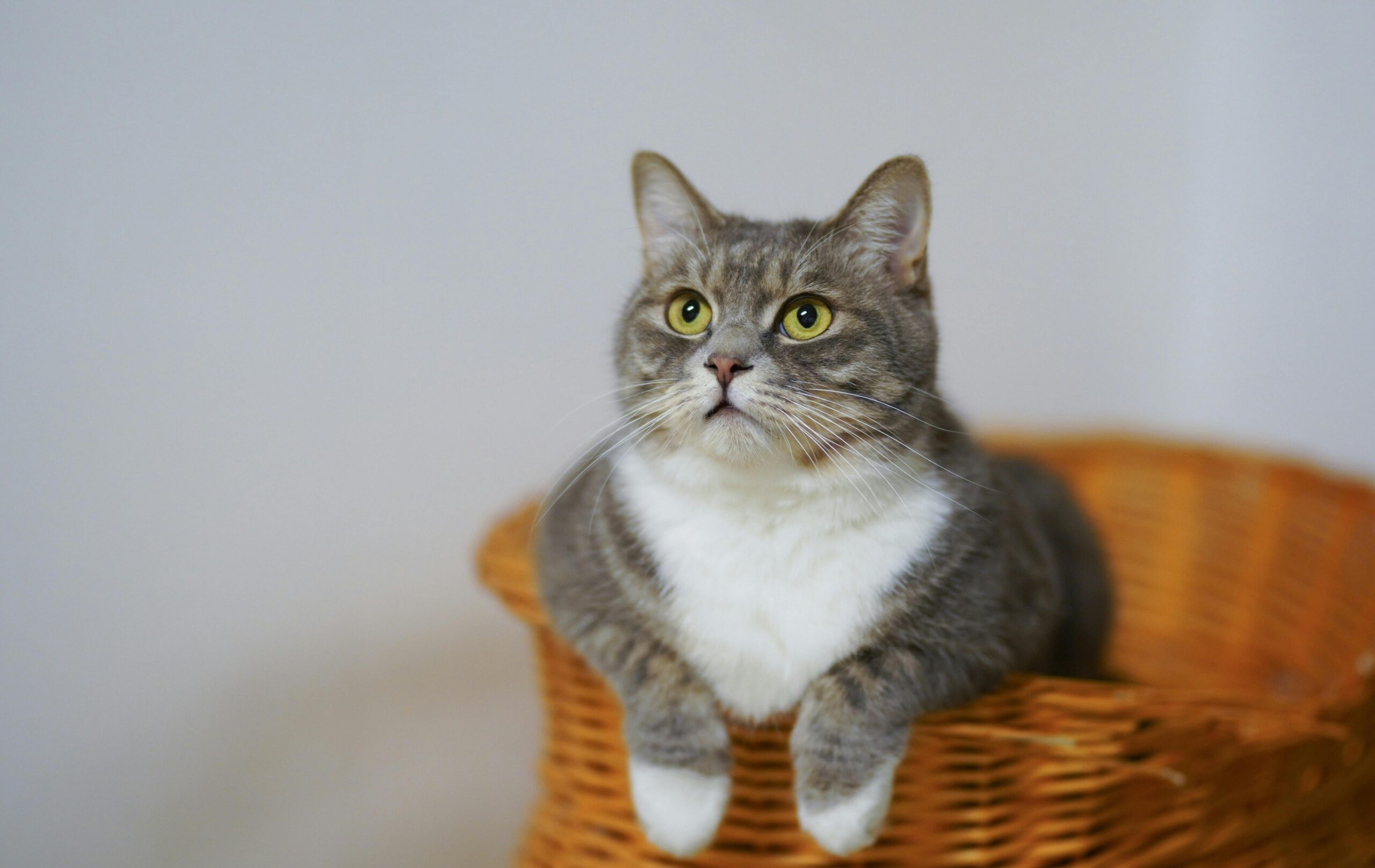 Cuidados essenciais com os gatos são demonstração de verdadeiro amor