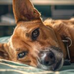 Da suspeita ao tratamento como manejar a pancreatite em cães e gatos