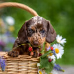 Compra de cachorro por R$19 mil gera polêmica na internet